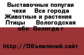 Выставочные попугаи чехи  - Все города Животные и растения » Птицы   . Вологодская обл.,Вологда г.